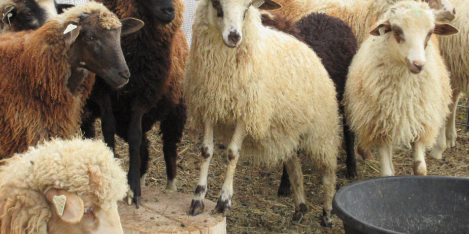 Navajo-Churro Sheep