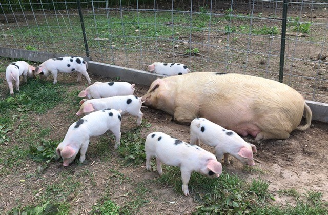 GOS Piglets in Virginia