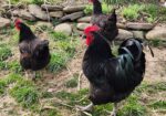Trio of Organically raised, Heritage BLACK AUSTROLORP Chickens
