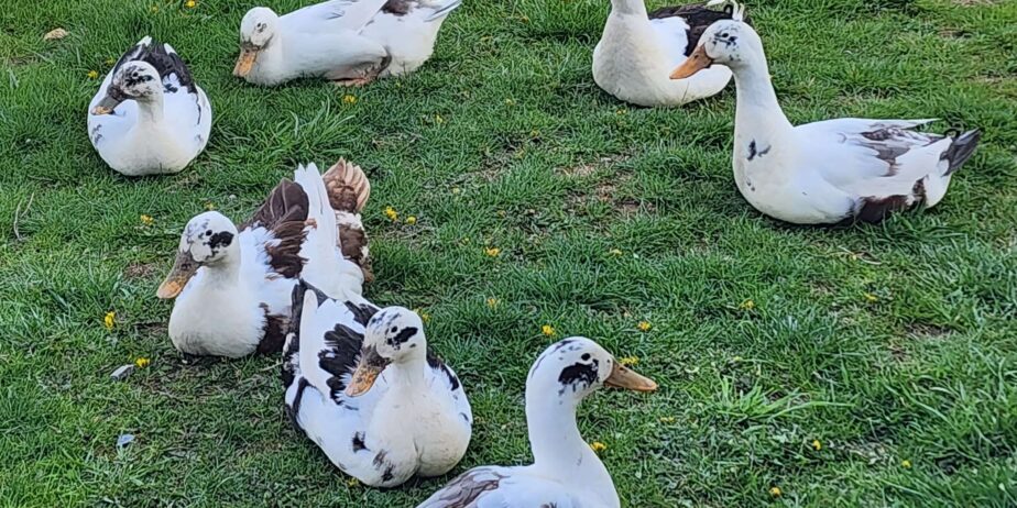 Trio of Organically raised, Ancona Ducks