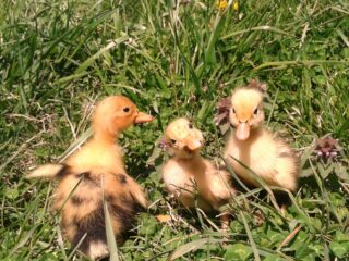 Duckling-trio