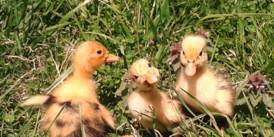 Trio of Organically raised, Ancona Ducks