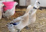 Lovely Welsh Harlequin flock; 7 Hens/1 Drake