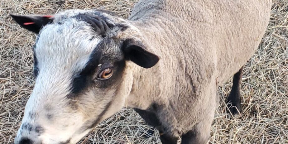 Shetland Sheep NE Ohio