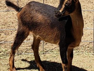San Clemente Island Goat Does and Bucks