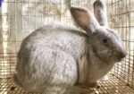 Silver Fox Rabbit Herd Reduction