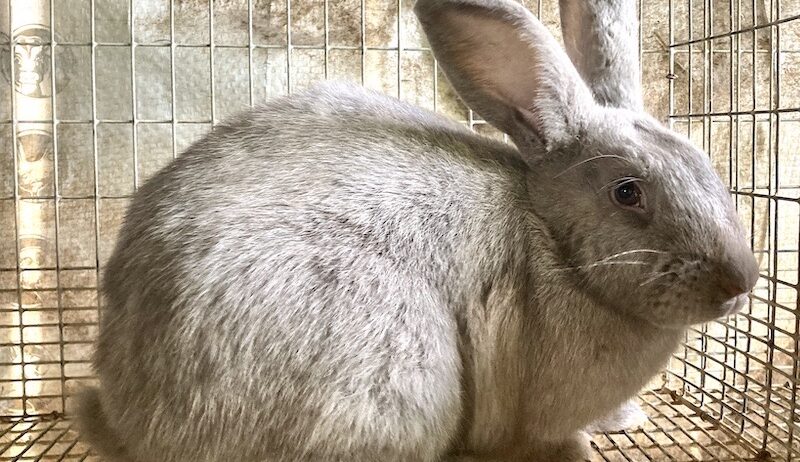Silver Fox Rabbit Herd Reduction