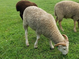 Registered Gulf Coast Ram-Lamb for Sale