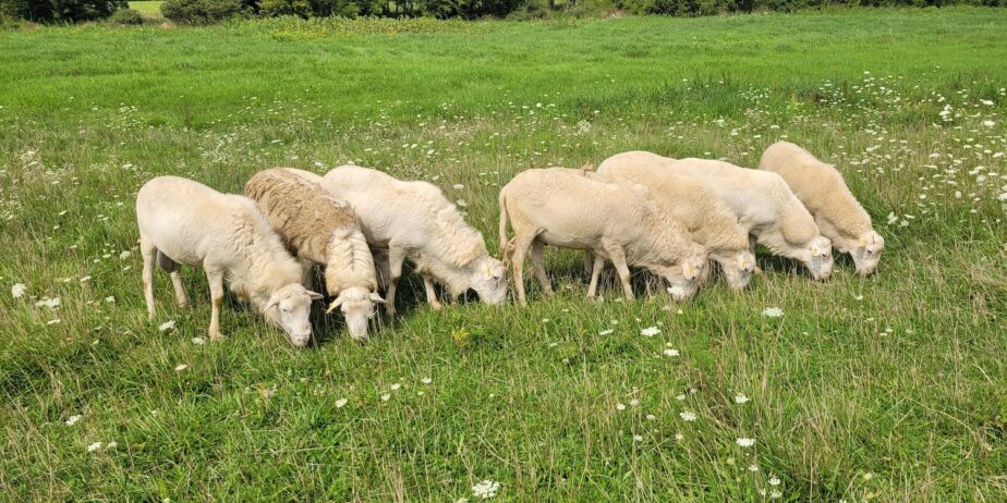 Purebred St Croix Hair Sheep Adult Rams – $375