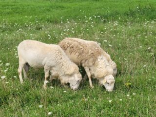Purebred St Croix Hair Sheep Adult Rams – $375
