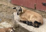 Barbados Blackbelly sheep for sale