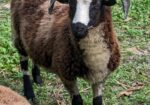 2022-23 Jacob lambs for sale