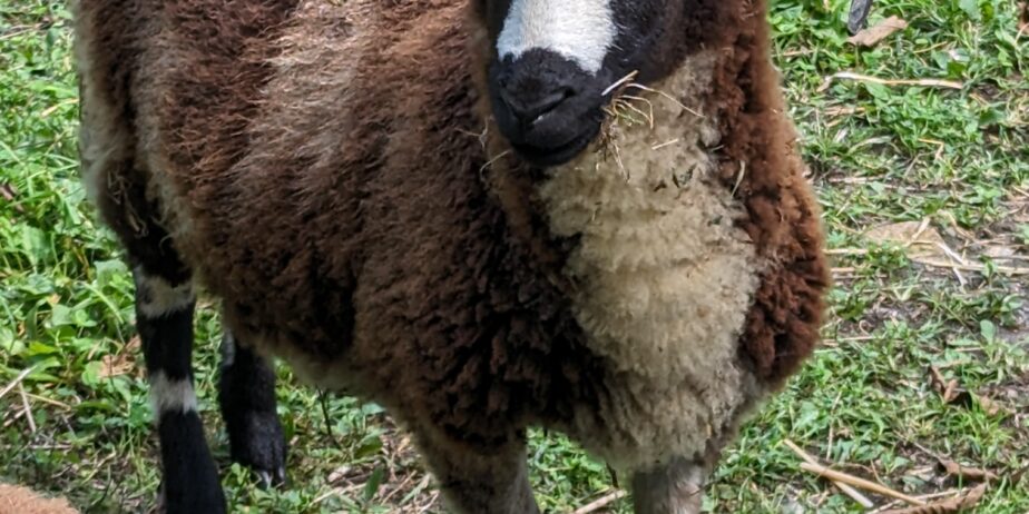 2022-23 Jacob lambs for sale