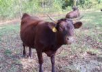 Young Purebred (AMDA Registerable) American Milking Devon Cattle