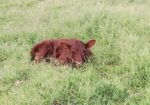 Young Purebred (AMDA Registerable) American Milking Devon Cattle