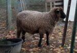 Natural Colored Leicester Longwool Sheep