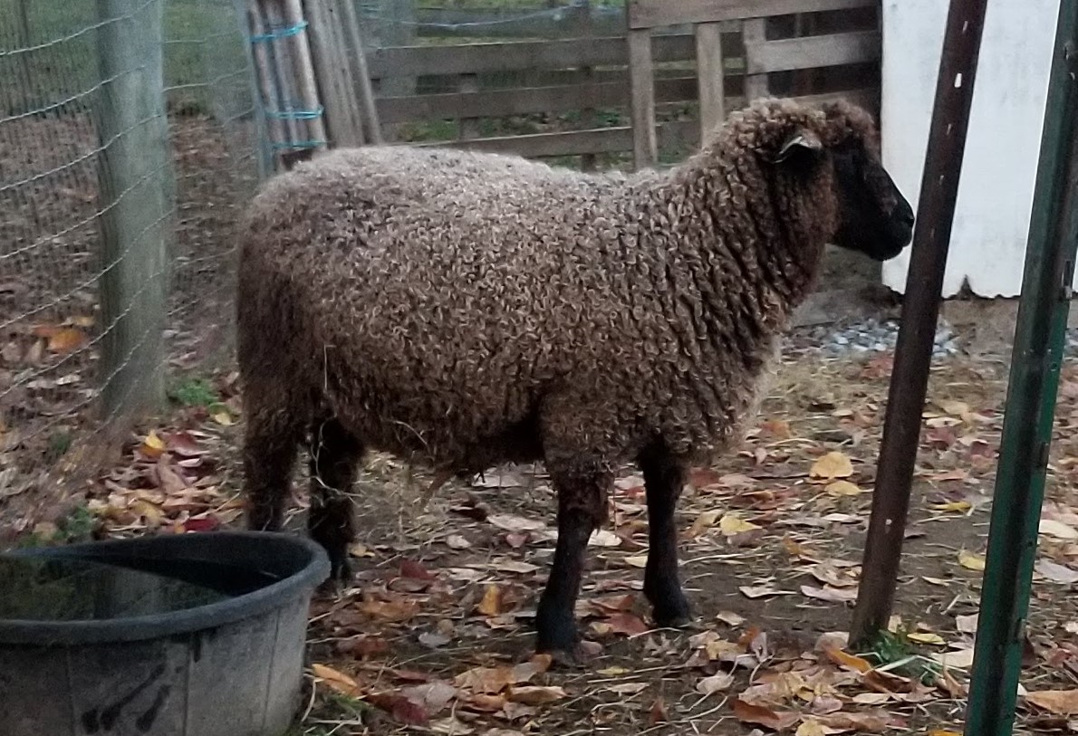 Leicester Longwool Sheep - The Livestock Conservancy