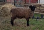 Natural Colored Leicester Longwool Sheep