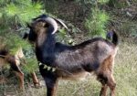 three san clemente island goat bucks