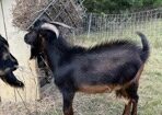 three san clemente island goat bucks