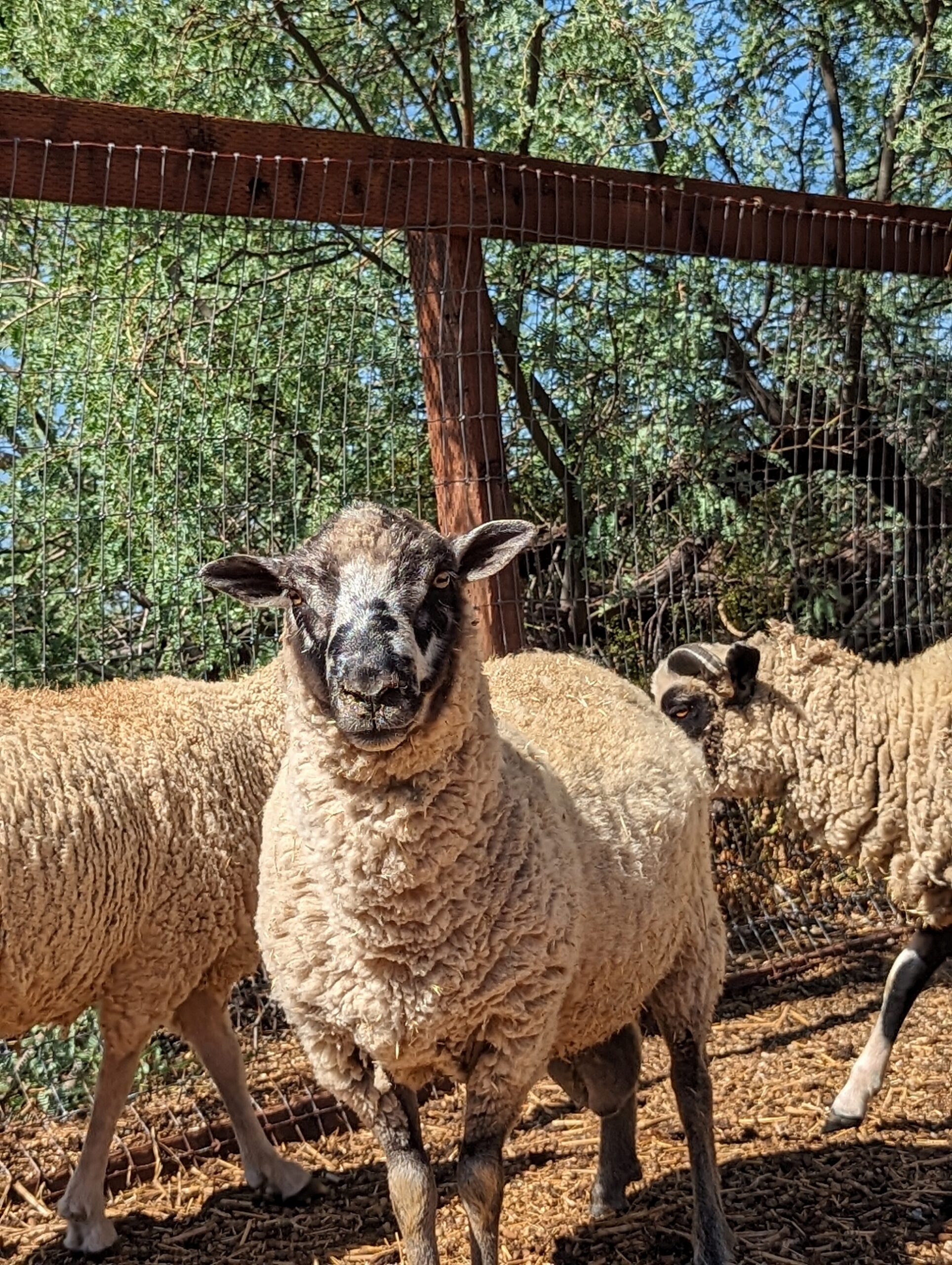 Shetland Sheep for sale The Livestock Conservancy