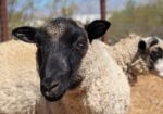 Shetland Sheep for sale