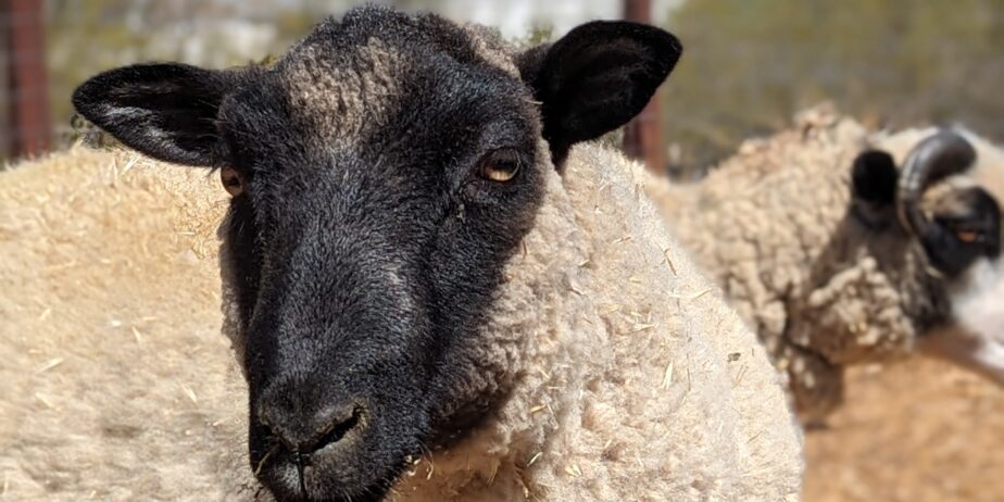 Shetland Sheep for sale