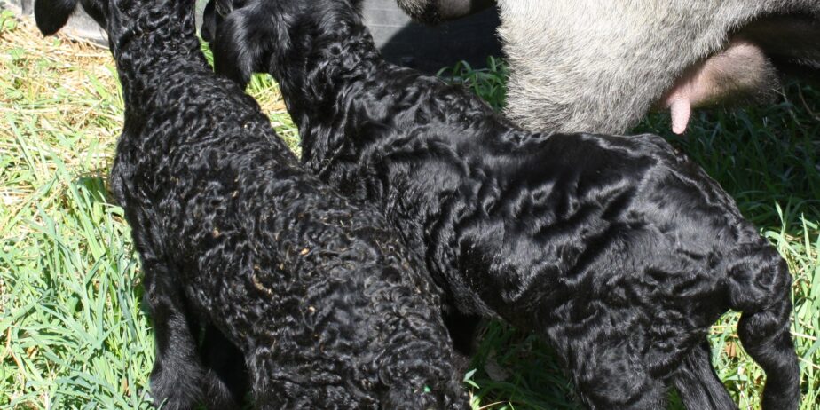 Karakul sheep, Fall and Sprin lambs