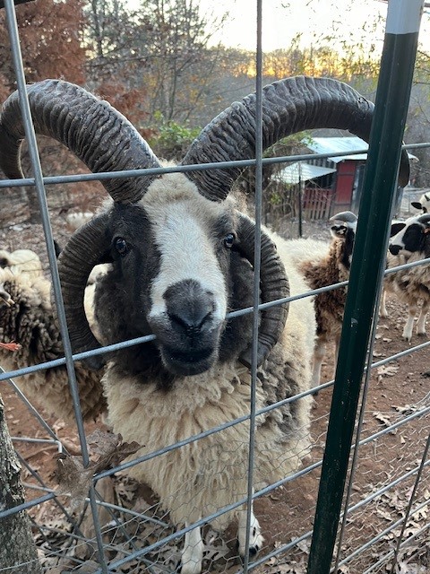 JSBA Registered (FF048-19) Proven Jacob Ram