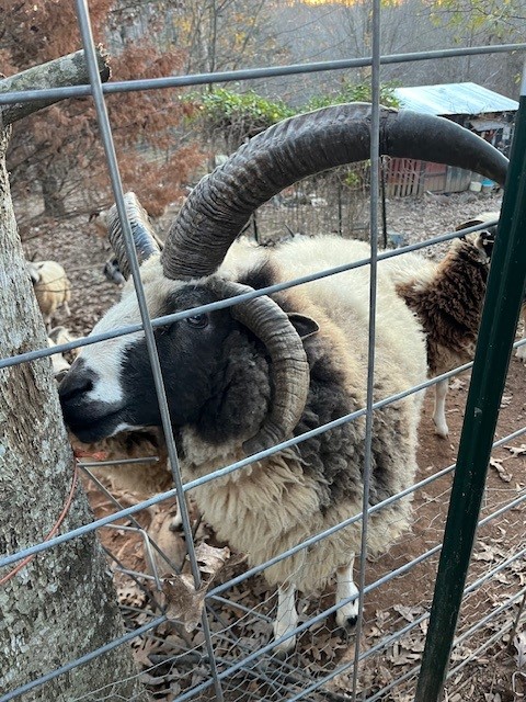 JSBA Registered (FF048-19) Proven Jacob Ram