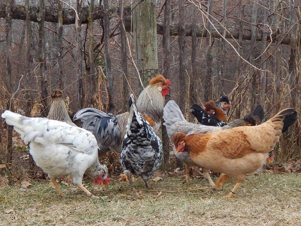 Icelandic Landrace Chickens