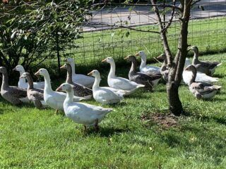 CP-geese