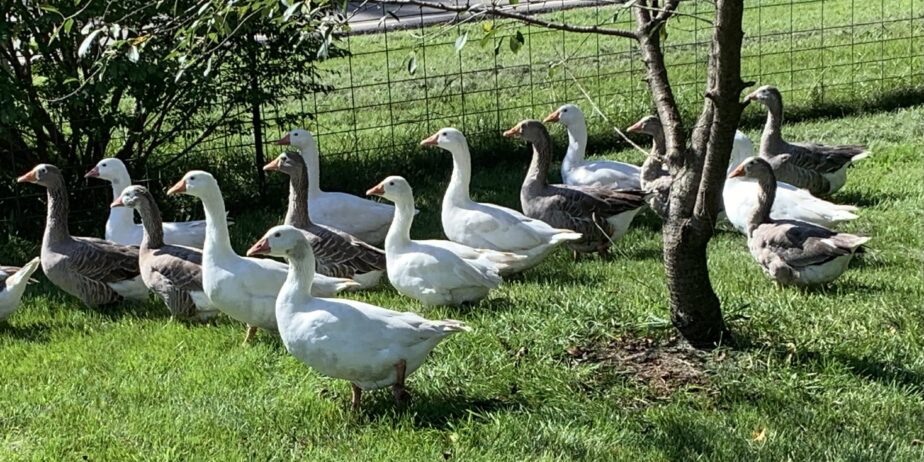 Adult Cotton Patch Geese Pairs or Single Ganders
