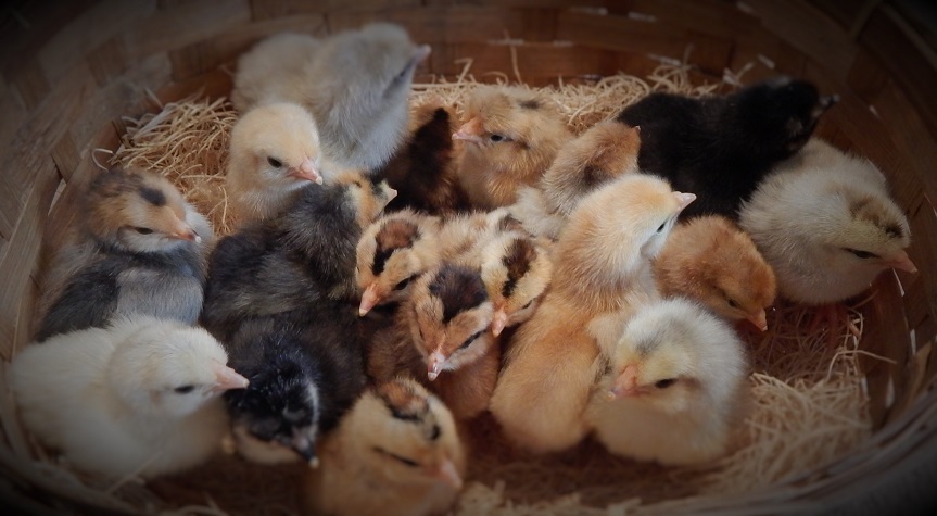 Icelandic Landrace Chickens