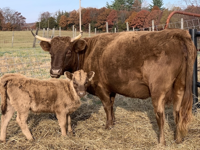 Irish Dexter Cattle for Sale / Cows, Cow-Calf pairs, Heifers, Bulls, Mid-Missouri