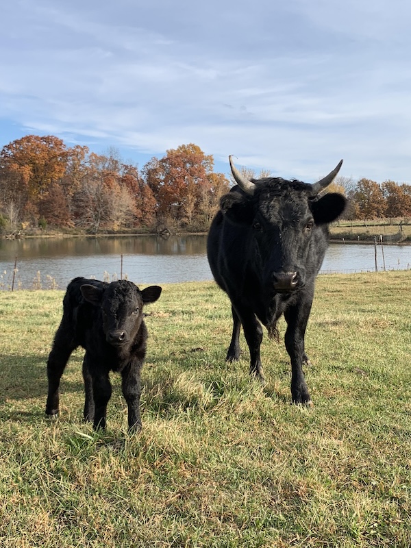Irish Dexter Cattle for Sale / Cows, Cow-Calf pairs, Heifers, Bulls, Mid-Missouri