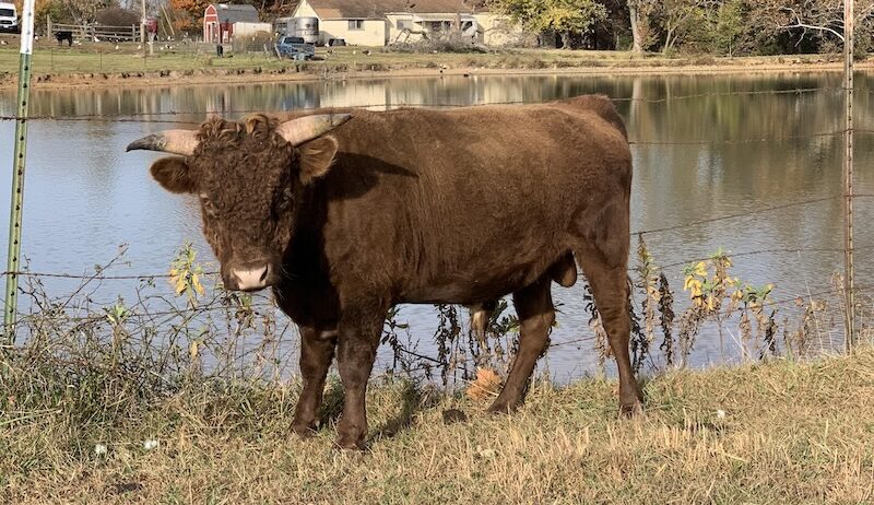 Irish Dexter Cattle for Sale / Cows, Cow-Calf pairs, Heifers, Bulls, Mid-Missouri