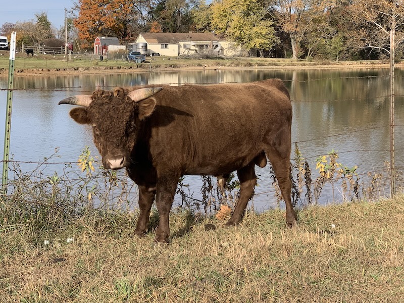 Irish Dexter Cattle for Sale / Cows, Cow-Calf pairs, Heifers, Bulls, Mid-Missouri