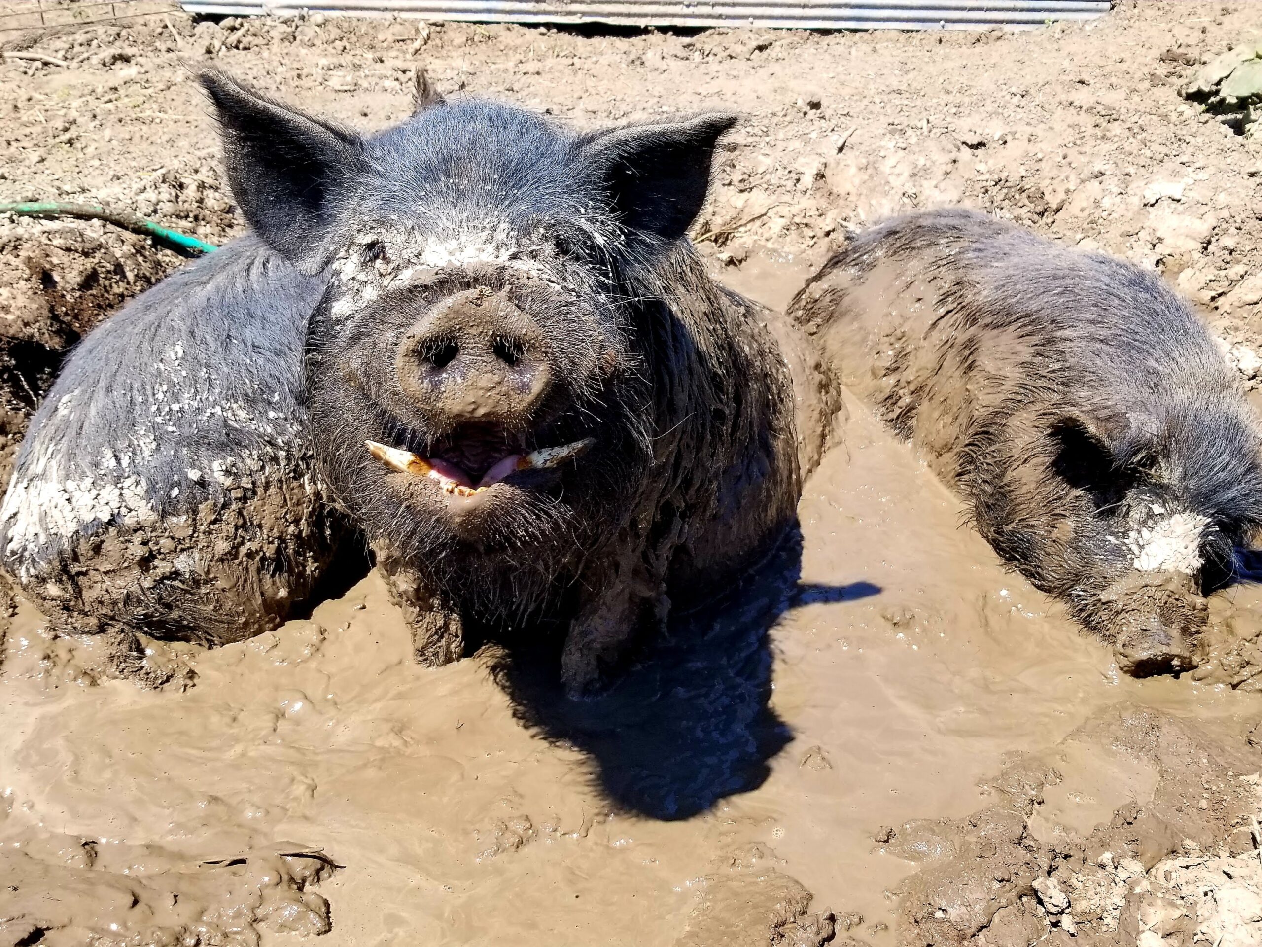 Herd Dispersal American Guinea Hogs