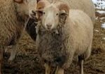 Registered Gulf Coast Ram-Lamb for Sale
