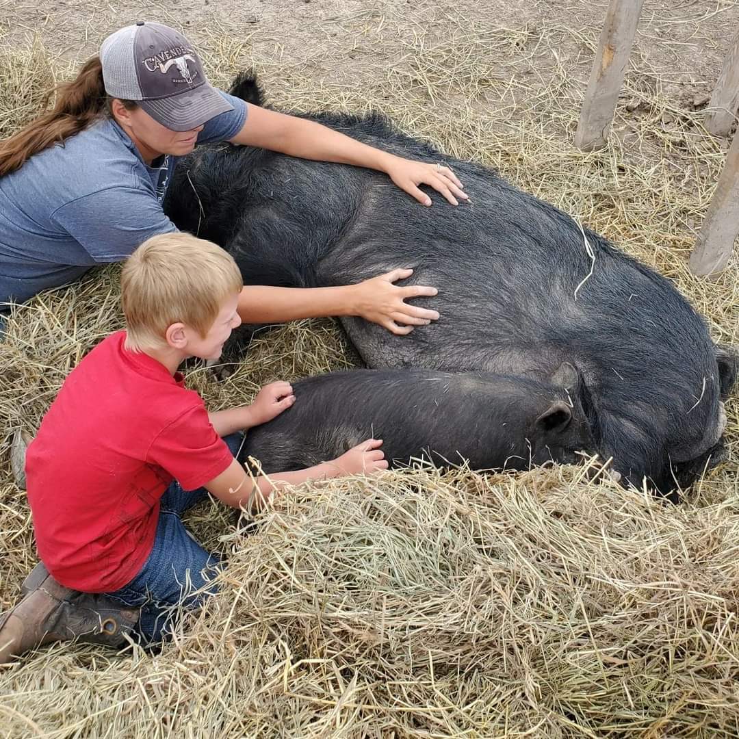 Herd Dispersal American Guinea Hogs