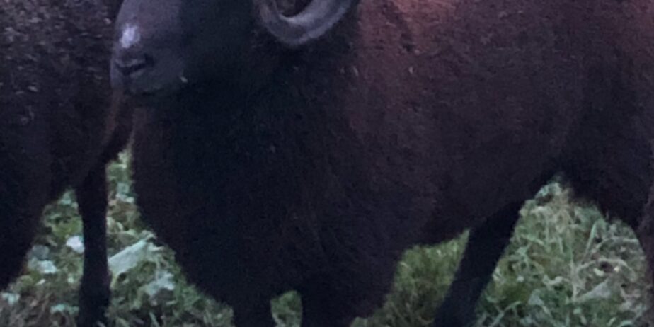 Black Welsh Mountain Sheep Rams Available