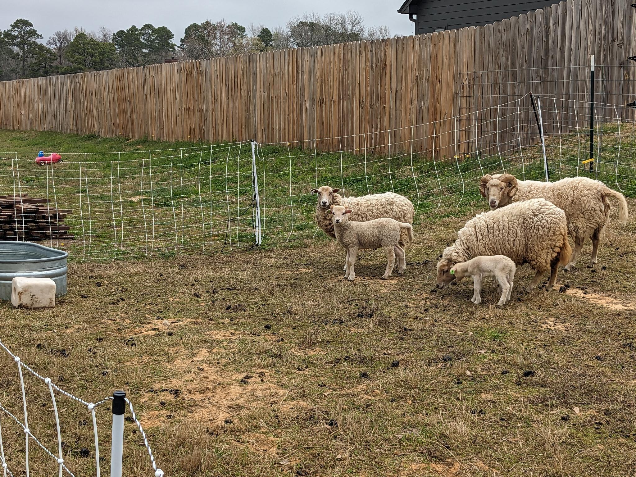 Gulf Coast ram lamb