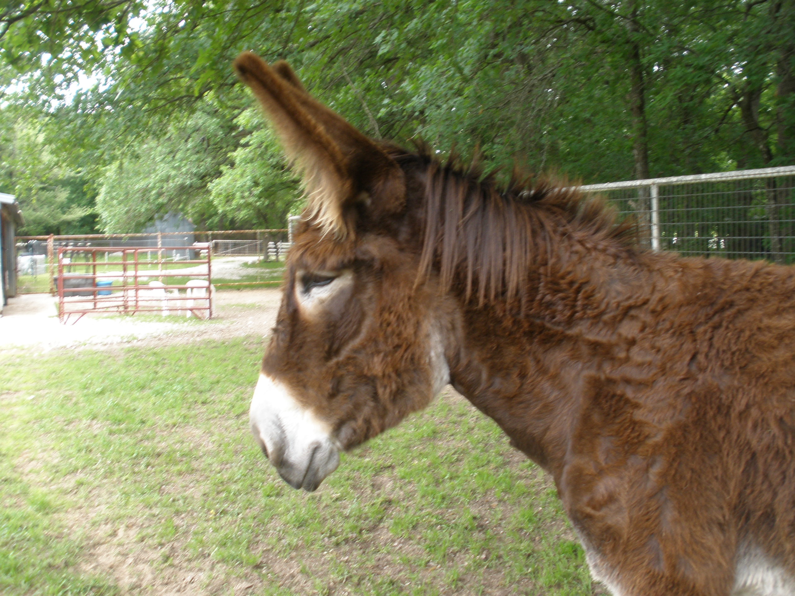 American Mammoth Jackstock (4 yr jennet) FOR SALE