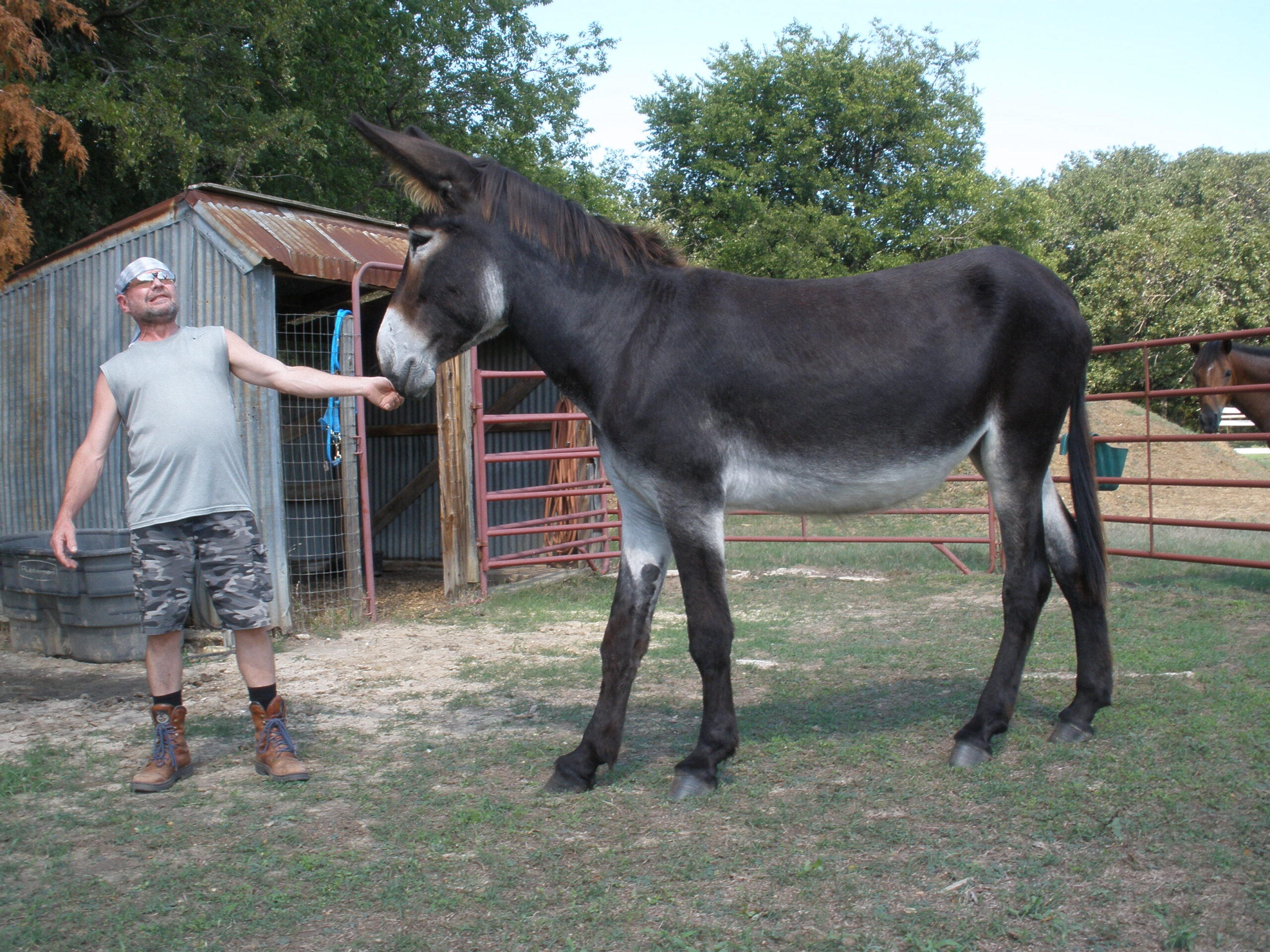 American Mammoth Jackstock (4 yr jennet) FOR SALE