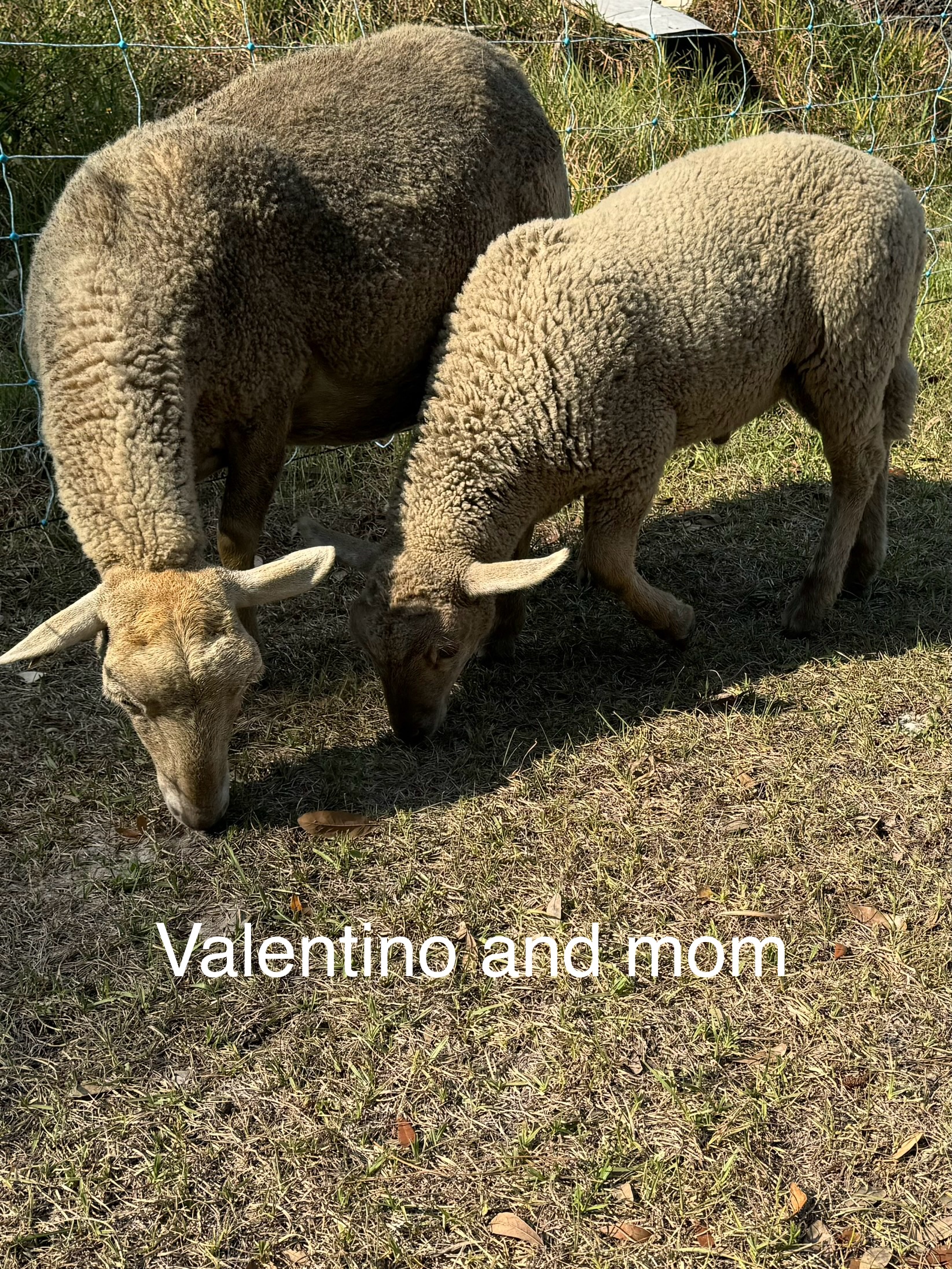 3 Florida Cracker Ram Lambs available!