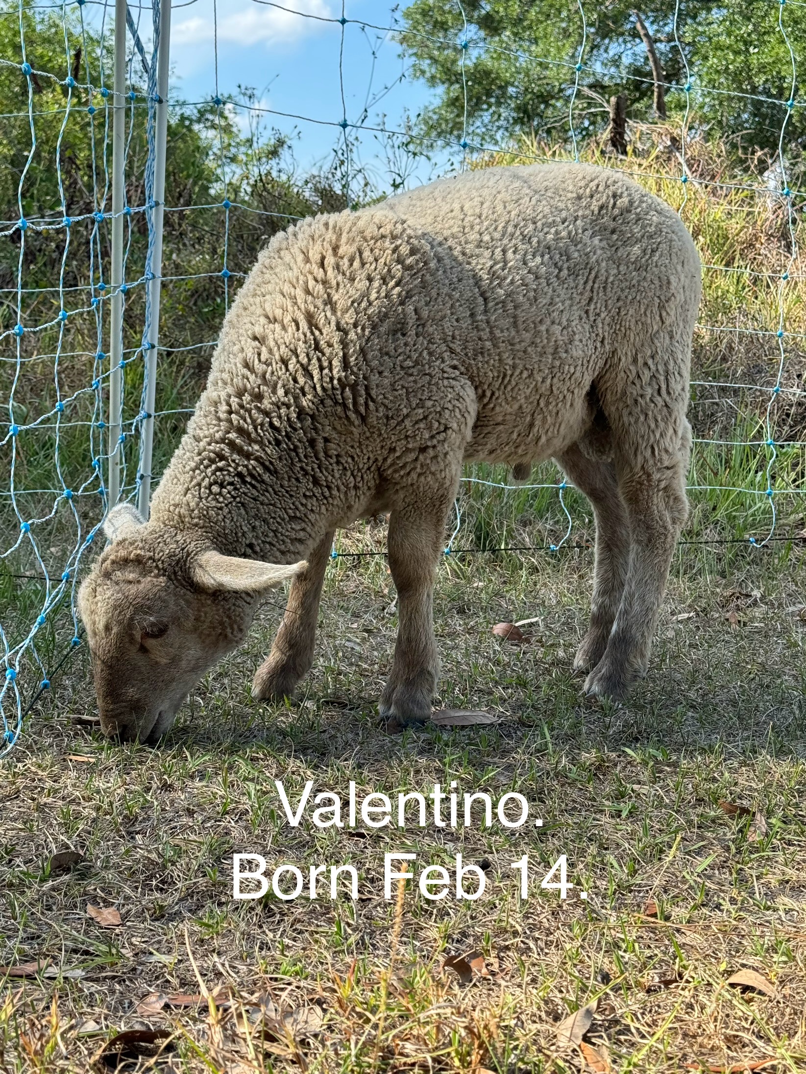 3 Florida Cracker Ram Lambs available!