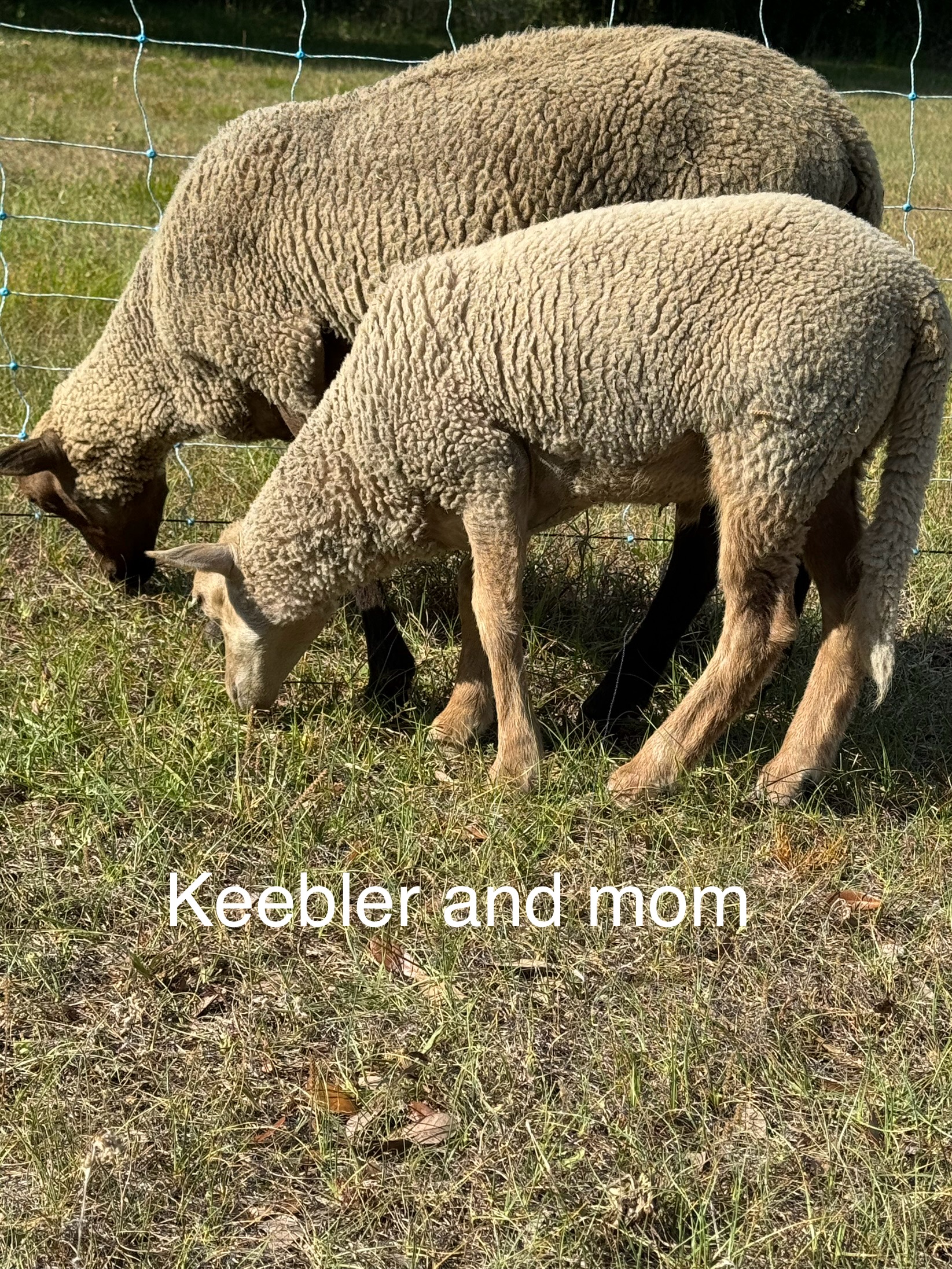 3 Florida Cracker Ram Lambs available!