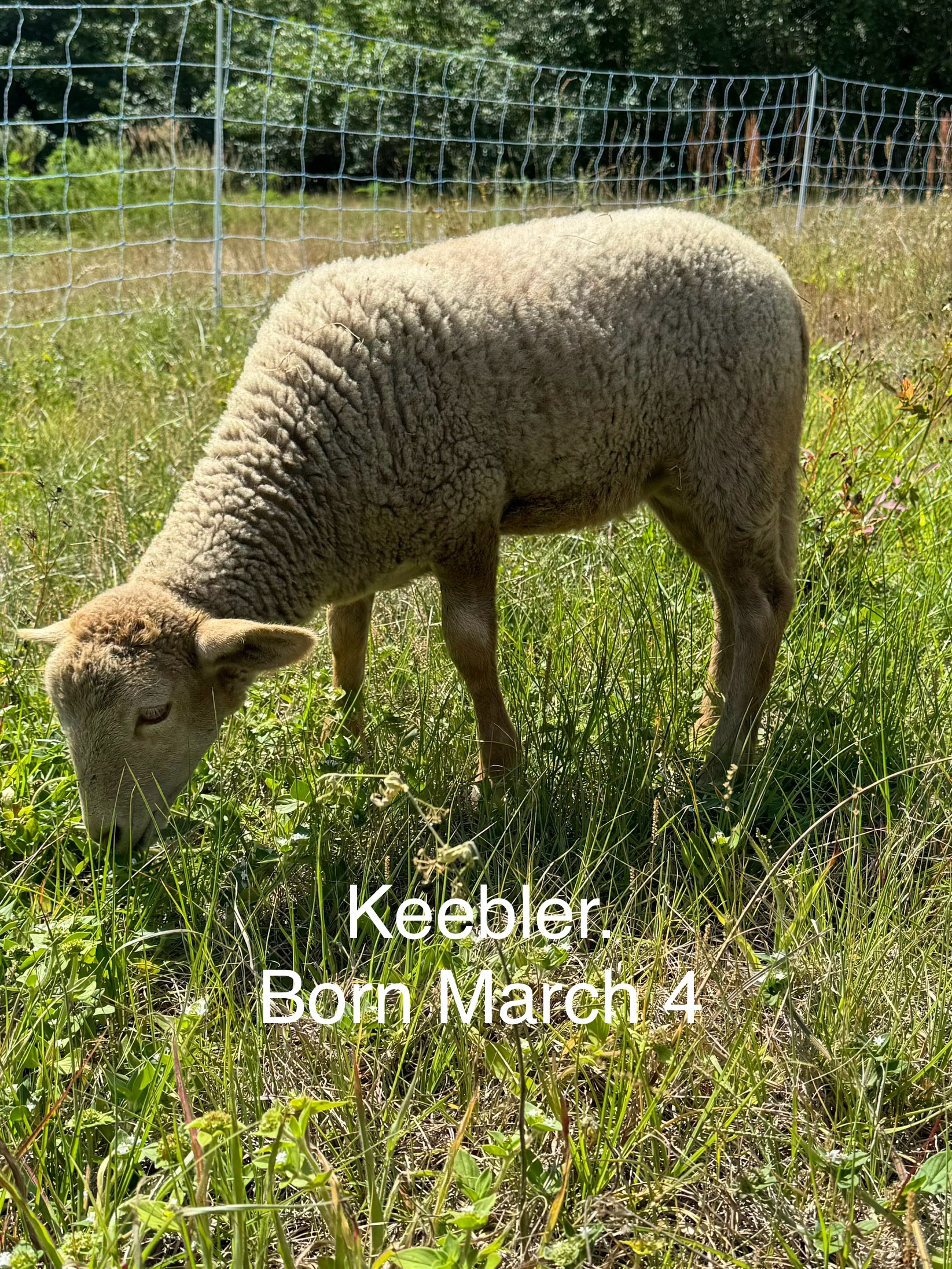 3 Florida Cracker Ram Lambs available!