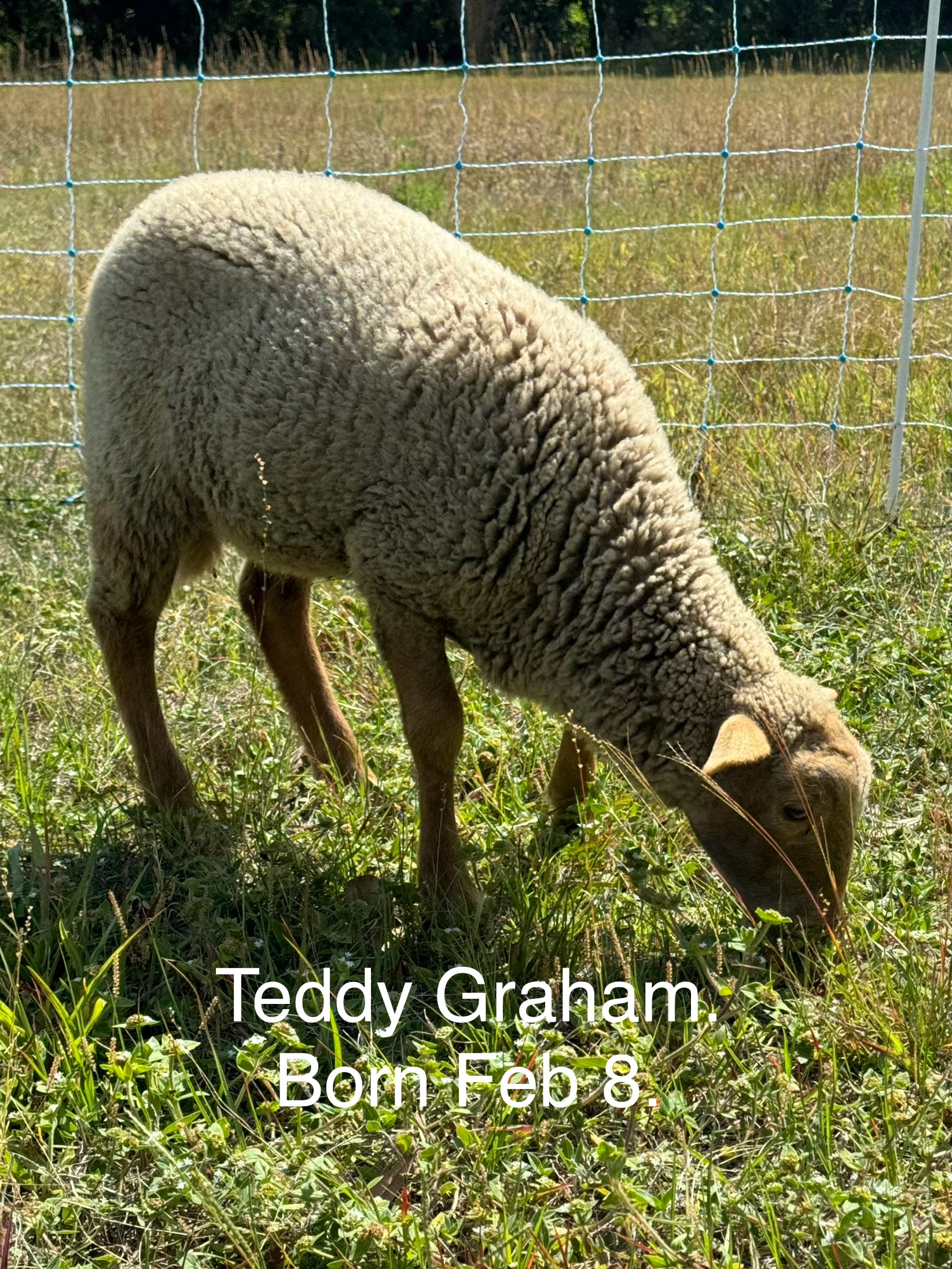 3 Florida Cracker Ram Lambs available!